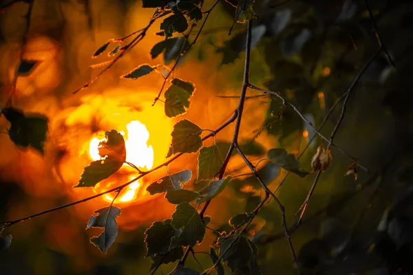 Pôr Sol Brilha Através Das Folhas Das Árvores — Fotografia de Stock