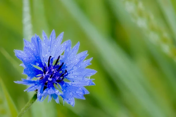 Blaue Kornblume Einem Weizenfeld Nach Dem Regen — Stockfoto