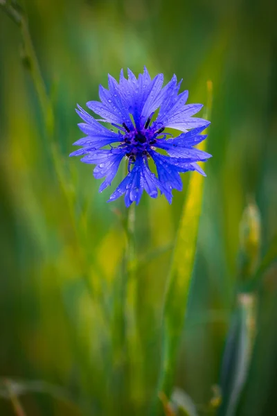 Fiordaliso Blu Campo Grano Dopo Pioggia — Foto Stock