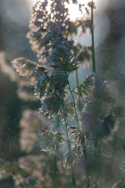 Польова Трава Краплями Роси Сході Сонця — стокове фото