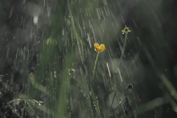 Une Petite Fleur Jaune Sous Pluie Battante — Photo