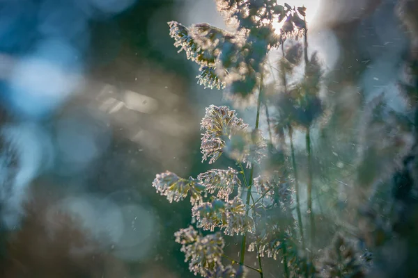 日の出に露が落ちるフィールド草 — ストック写真