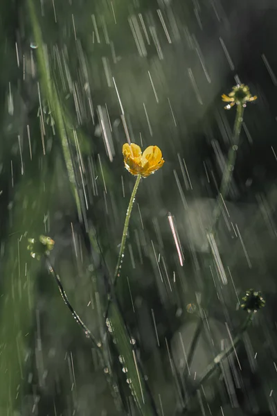 a small yellow flower in the pouring rain