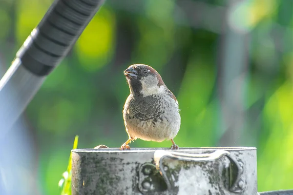 Young Sparrow Summer Garden — Stock Photo, Image