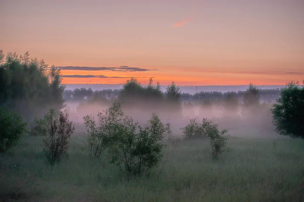 日の出前に公園内の木々の間の霧 — ストック写真