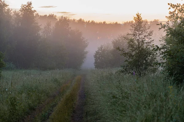 Fog Trees Park Sunrise — Stock Photo, Image