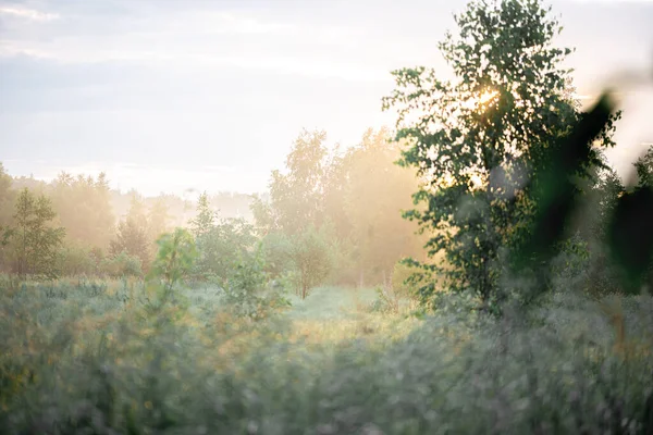 Fog Trees Park Sunrise — Stock Photo, Image