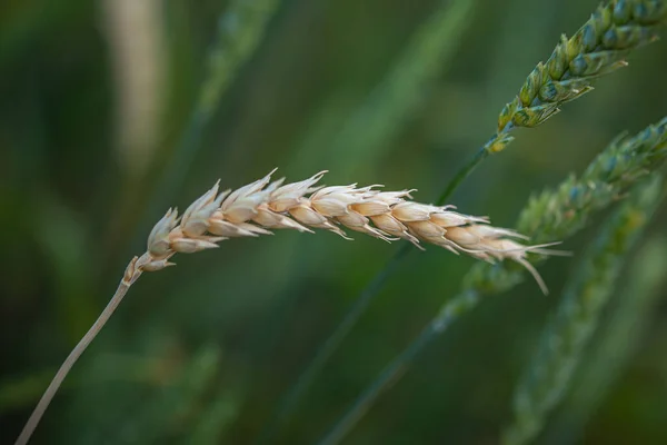Стигле Вухо Пшениці Серед Нестислих Вух Полі — стокове фото