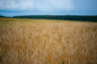 Tarlada olgunlaşan çavdar mahsulü, tarım