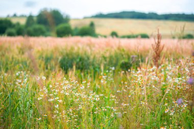 Tarlada olgunlaşan çavdar mahsulü, tarım