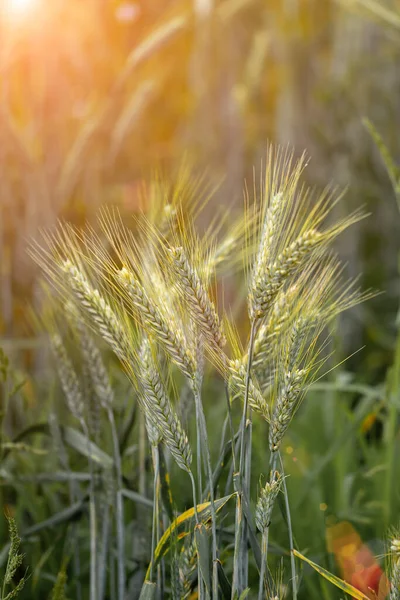 Seigle Mûrissant Champ Agriculture — Photo