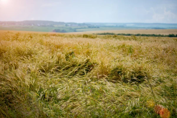 Roggen Reifung Auf Dem Feld Landwirtschaft — Stockfoto