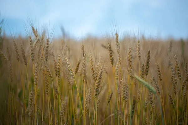 Seigle Mûrissant Champ Agriculture — Photo