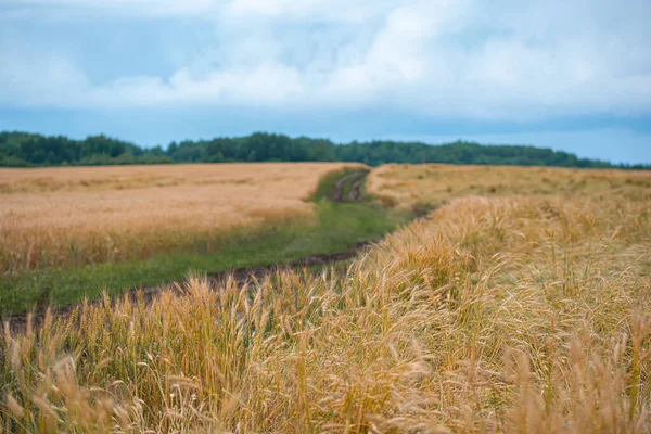 Zrání Žitných Plodin Poli Zemědělství — Stock fotografie