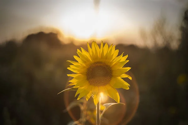 Wild Flowers Light Sun Sunset — Stock Photo, Image