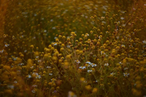 Άγρια Λουλούδια Στο Φως Του Ήλιου Στο Ηλιοβασίλεμα — Φωτογραφία Αρχείου