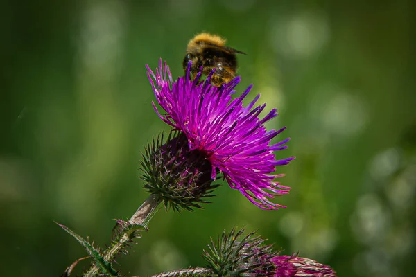Çiçekteki bir yaban arısı polen toplar..