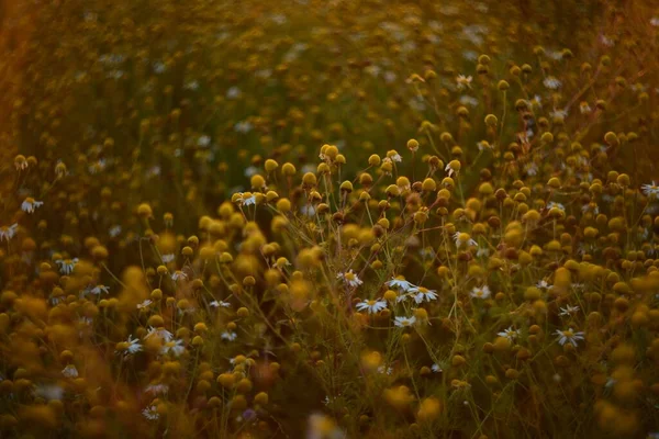 Wild Flowers Light Sun Sunset — Stock Photo, Image