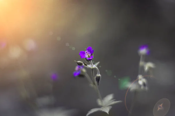 Flores Silvestres Luz Del Sol Atardecer —  Fotos de Stock