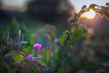 Parkta yabani çiçekler kapanıyor..