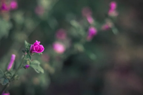 野生の花が公園の屋外で閉じます — ストック写真