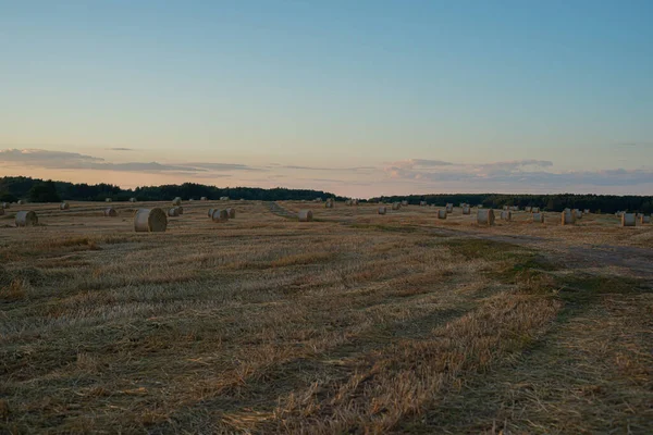 Gedraaid Rollen Stro Een Veld Bij Zonsondergang — Stockfoto