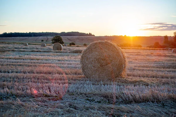 Rouleaux Torsadés Paille Dans Champ Coucher Soleil — Photo