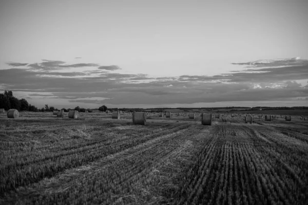 Rollos Retorcidos Paja Campo Atardecer — Foto de Stock