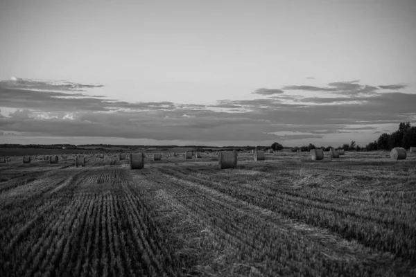 Verdrehte Strohrollen Auf Einem Feld Bei Sonnenuntergang — Stockfoto