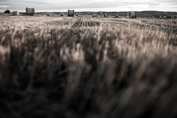 Verdrehte Strohrollen Auf Einem Feld Bei Sonnenuntergang — Stockfoto