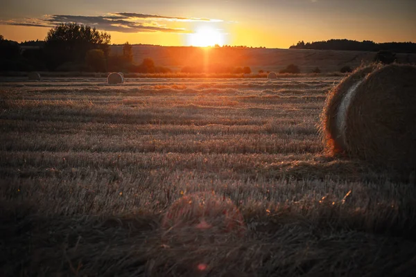 Twisted Rolls Straw Field Sunset — Stock Photo, Image