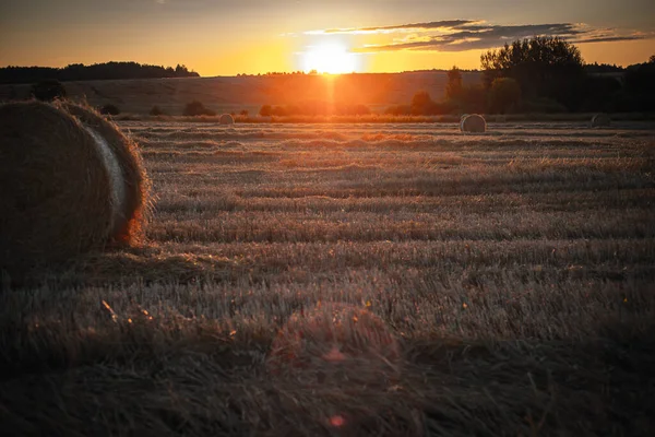 Rollos Retorcidos Paja Campo Atardecer — Foto de Stock