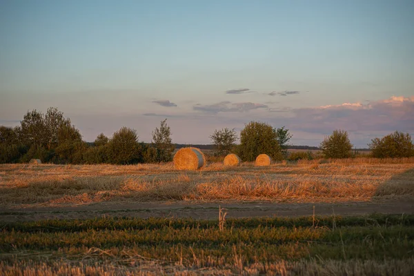 Rouleaux Torsadés Paille Dans Champ Coucher Soleil — Photo