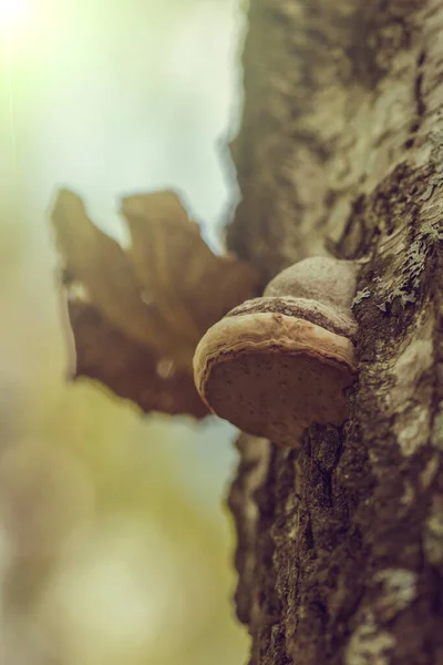 Ormandaki ağaç gövdesindeki mantarlar parazittir.