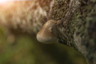 Ormandaki ağaç gövdesindeki mantarlar parazittir.