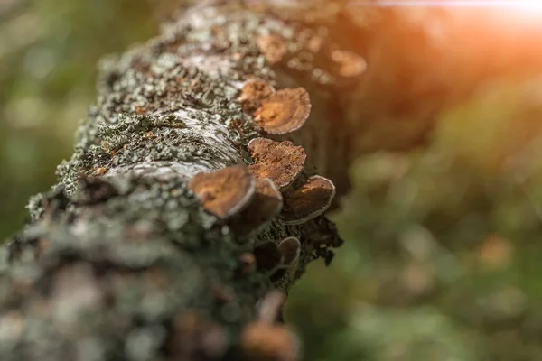 Fungi Tree Trunk Forest Parasites — Stock Photo, Image