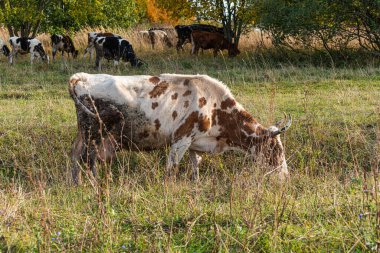 Köydeki bir çayırda inekler ve buzağılar otluyor.