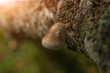Ormandaki ağaç gövdesindeki mantarlar parazittir.
