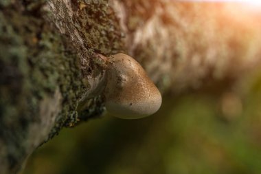 Ormandaki ağaç gövdesindeki mantarlar parazittir.