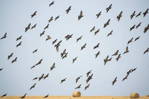 Turmă Păsări Care Decolează Câmp Grâu Cosit — Fotografie, imagine de stoc
