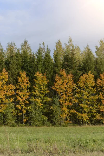 Christmas Trees Bchristmas Trees Birches Forest Autumnirches Autumn — Stock Photo, Image