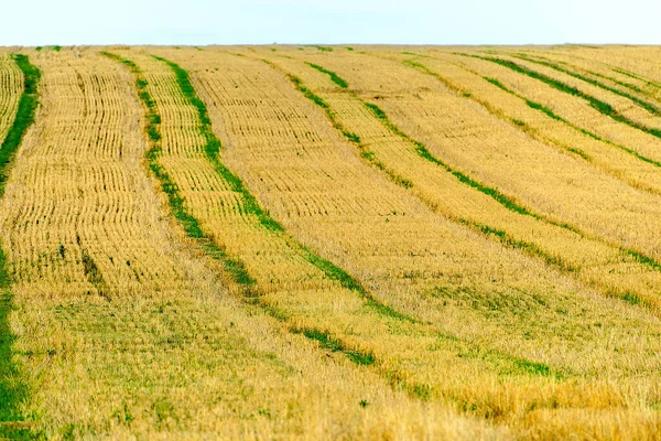 Поле Скошуванням Пшениці Тракторних Колій Йдуть Далі — стокове фото