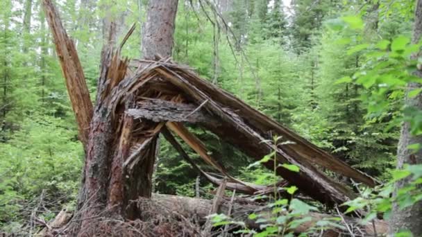 Árvore Caída Quebrada Floresta — Vídeo de Stock