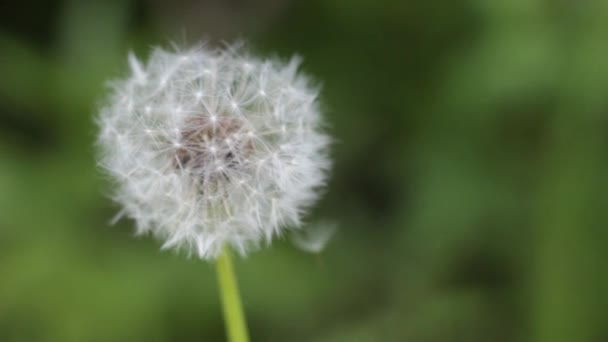 Dandelion Riding Mountain National Park Canada — стокове відео