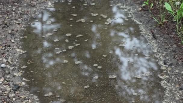 Focus Pull Puddle Nella Foresta Riding Mountain National Park Canada — Video Stock