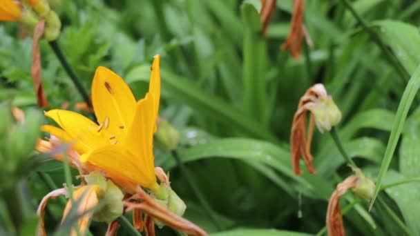 Pomarańczowy Kwiat Riding Mountain National Park Kanada — Wideo stockowe