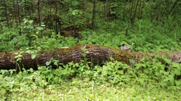 Connexion Slider Forêt Parc National Mont Riding Canada — Video