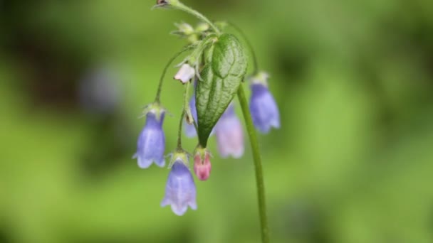 Flor Roxa Minúscula Parque Nacional Riding Mountain Canadá — Vídeo de Stock