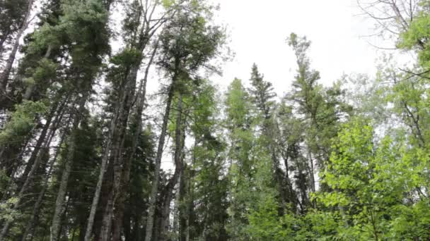 Drzewa Parku Narodowym Riding Mountain Kanada — Wideo stockowe