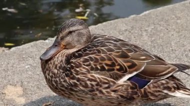 Close Up Duck By Pond